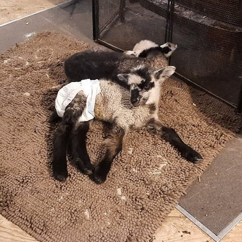 The REAL truth about bottle lambs - Wait 'till you see number 3!