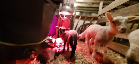 Spring…is almost here, & Lambing…is almost done!