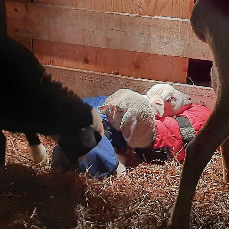 Farm Stories, January 22, 2022 - keeping the animals comfortable