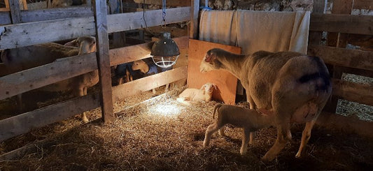 Farm Stories January 15, 2022