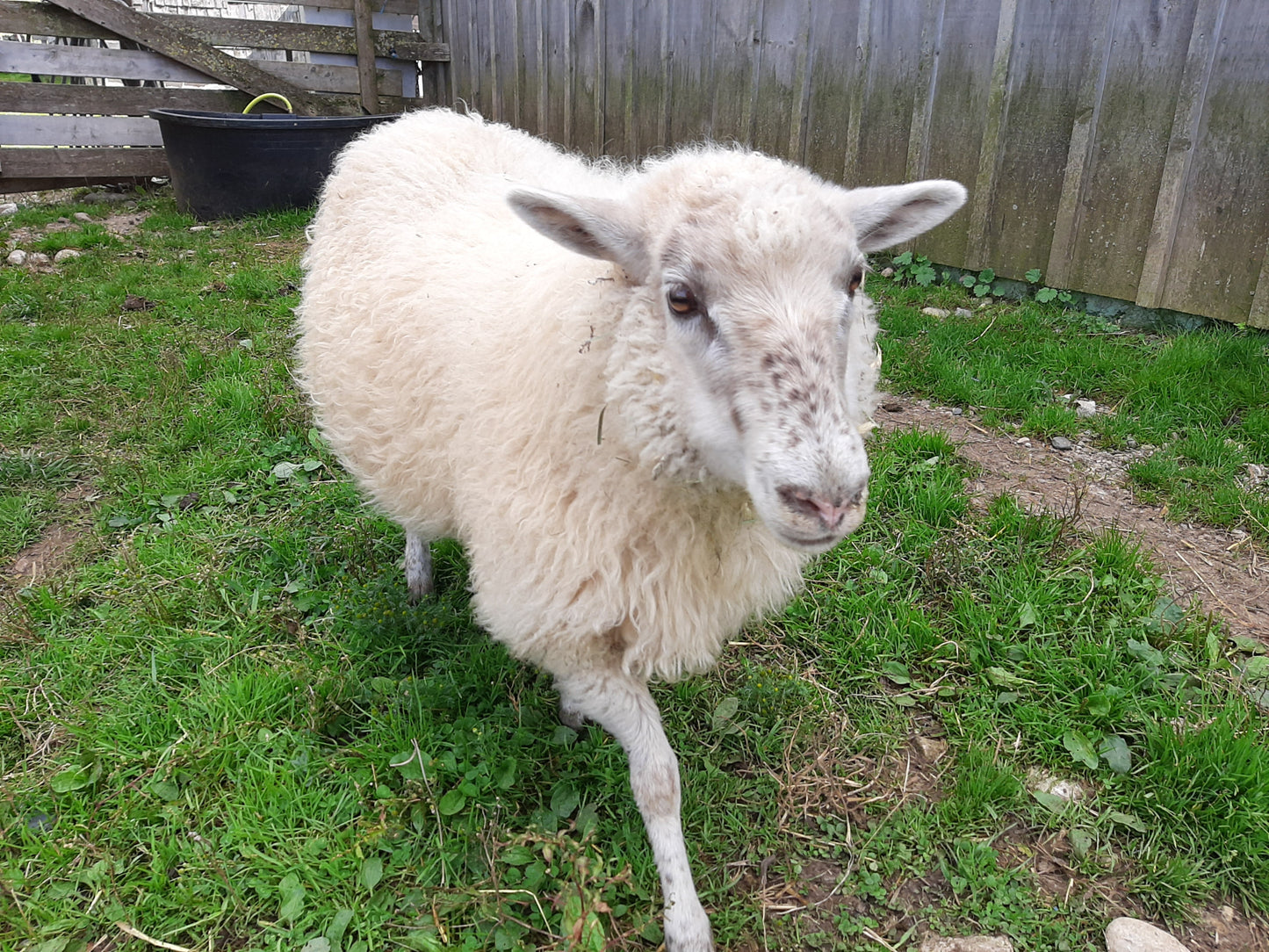 Sheep Needle Felting Kit All Sorts Acres Farm