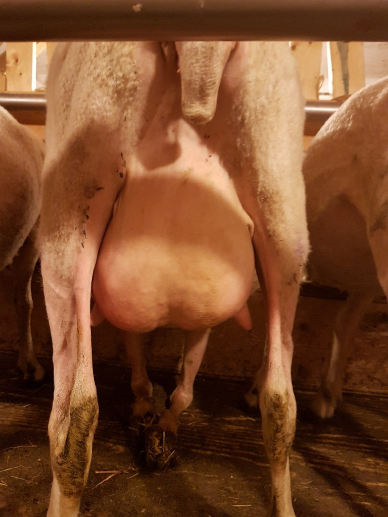 Starting a Micro-Dairy Consultation All Sorts Acres Farm