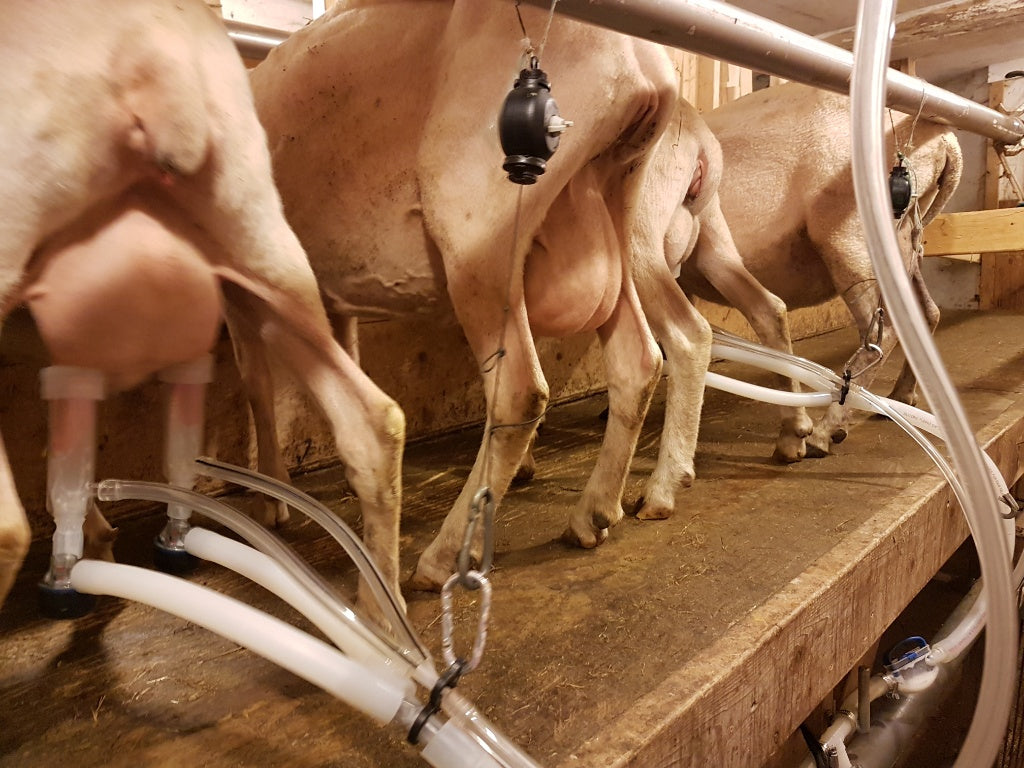 Starting a Micro-Dairy Consultation All Sorts Acres Farm