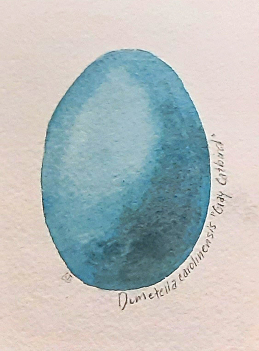 Grey Catbird Egg- Mini Painting All Sorts Acres Farm
