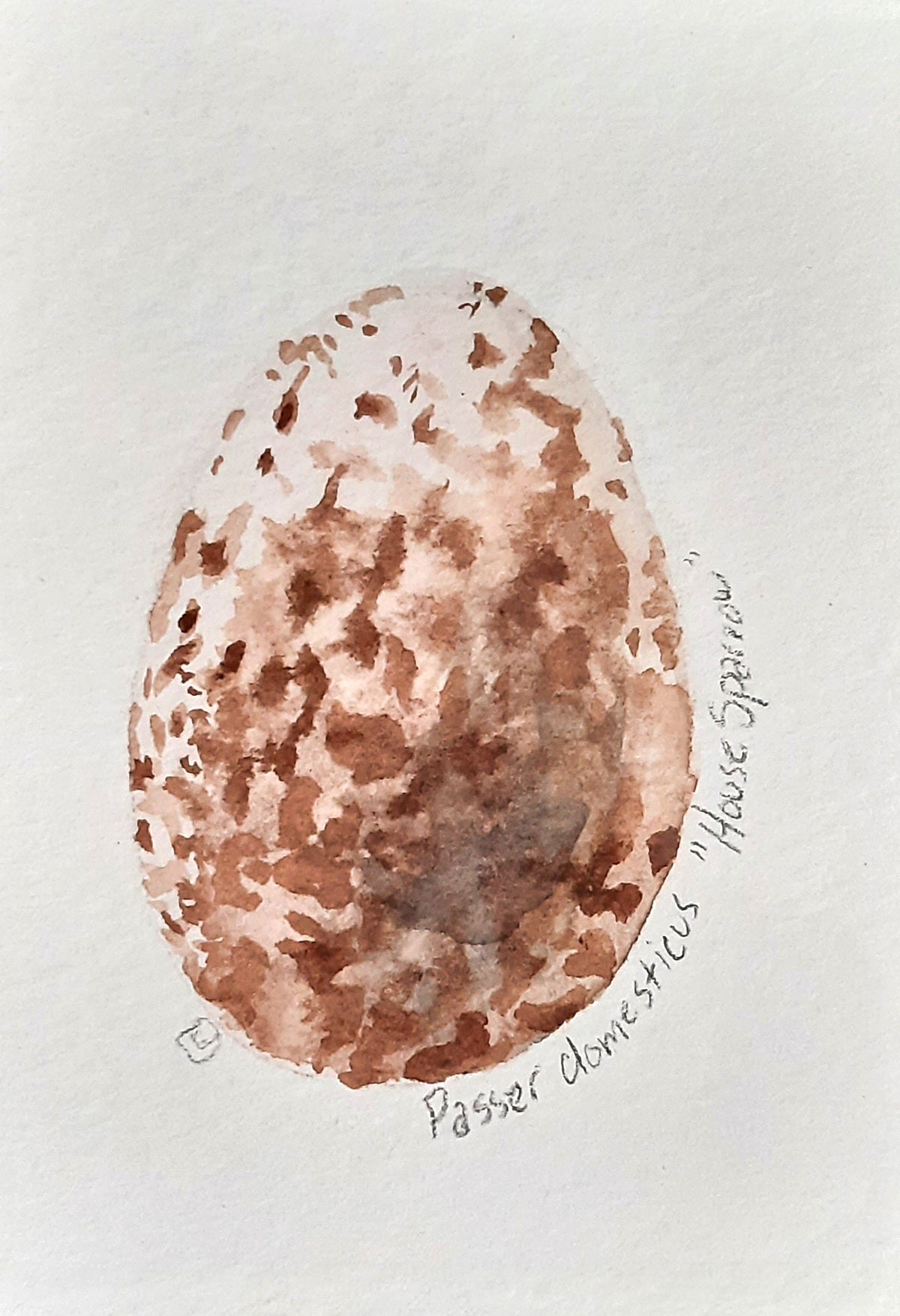 House Sparrow Egg- Mini Painting All Sorts Acres Farm