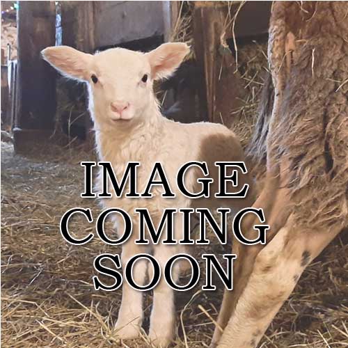 Wool FLUFF - Early Bird Pricing All Sorts Acres Farm
