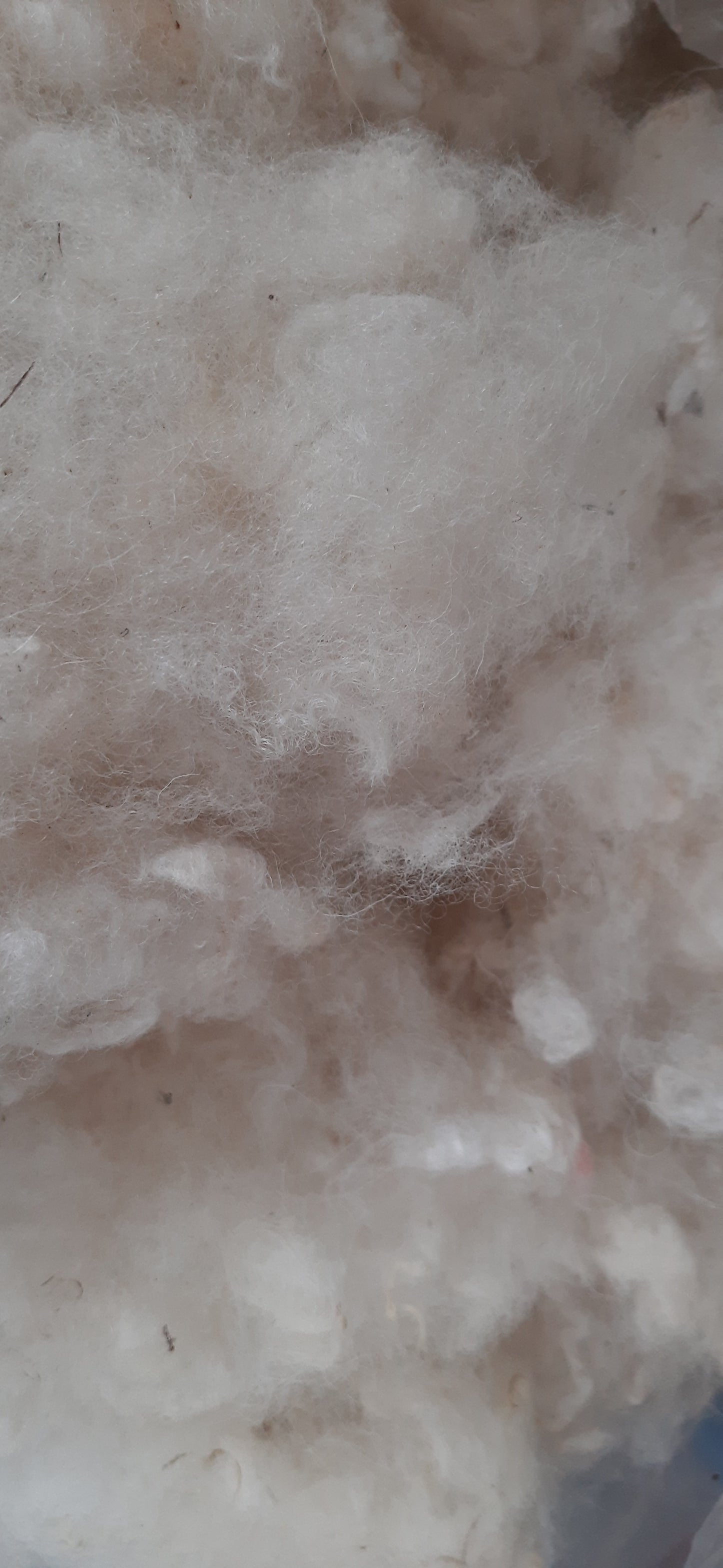 Washed and Picked Wool All Sorts Acres Farm