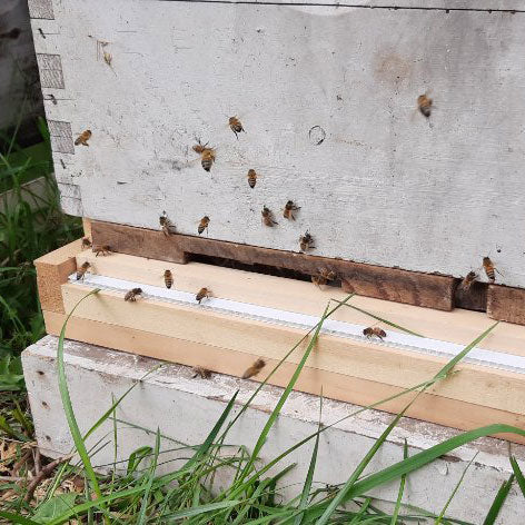 We have Bees!