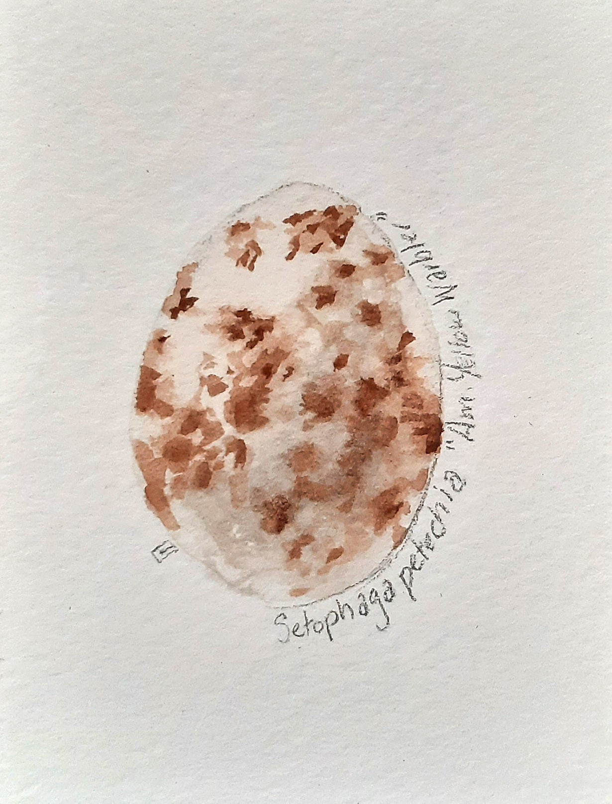 Yellow Warbler Egg #2- Mini Painting All Sorts Acres Farm