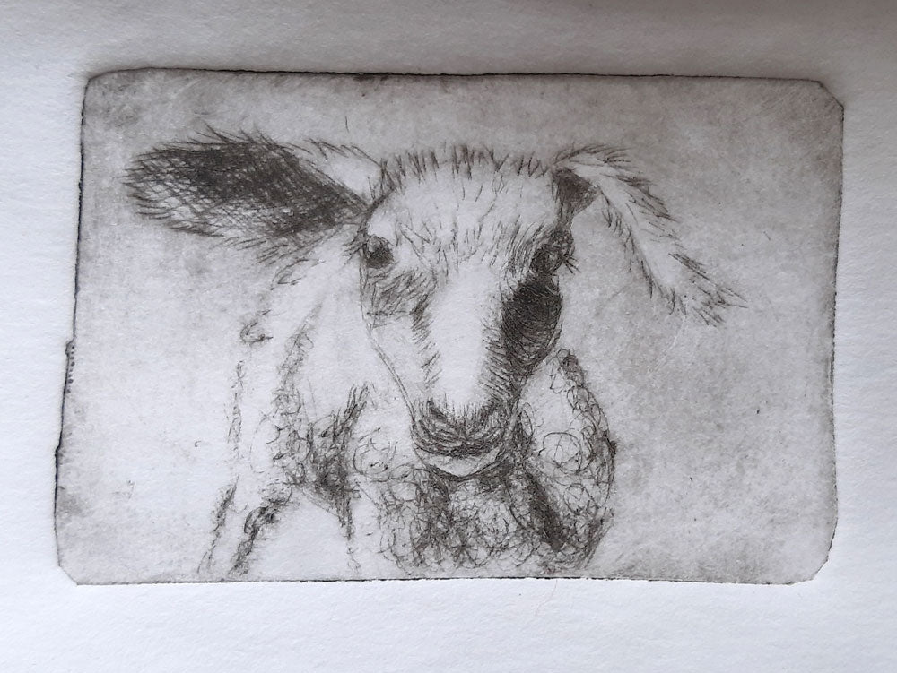 Intaglio Print - Camera Lamb All Sorts Acres Farm