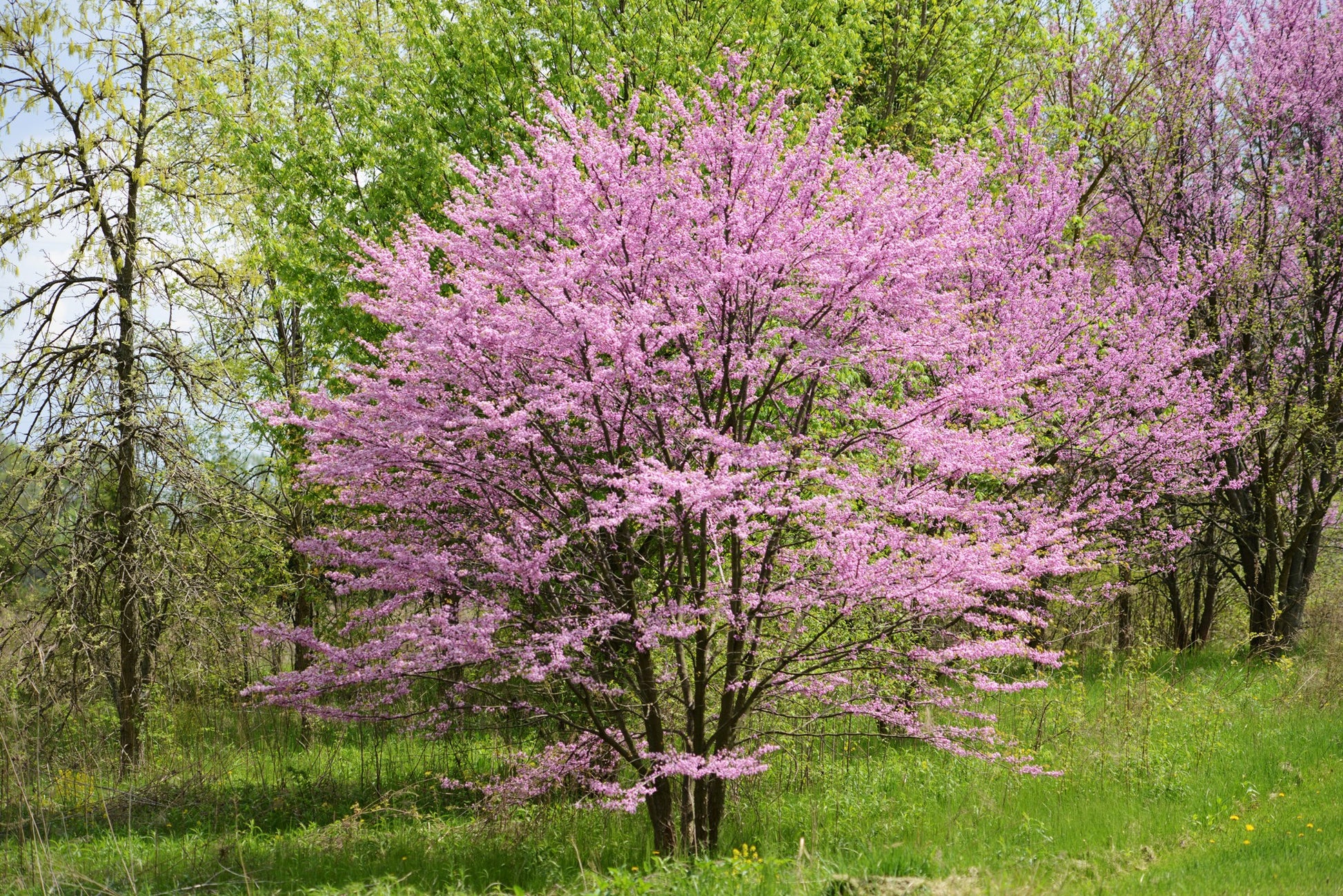 Sheep and Eastern Red Bud Tree- Help us plant living fences All Sorts Acres Farm