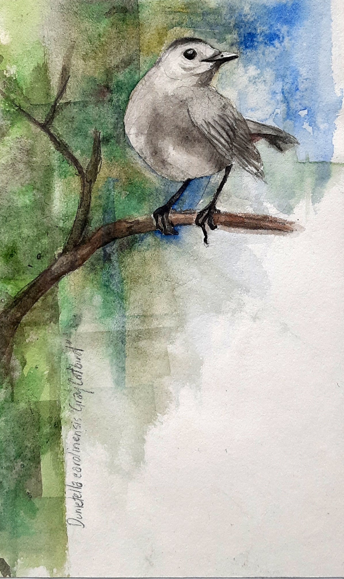 Gray Catbird - Watercolour Sketch All Sorts Acres Farm