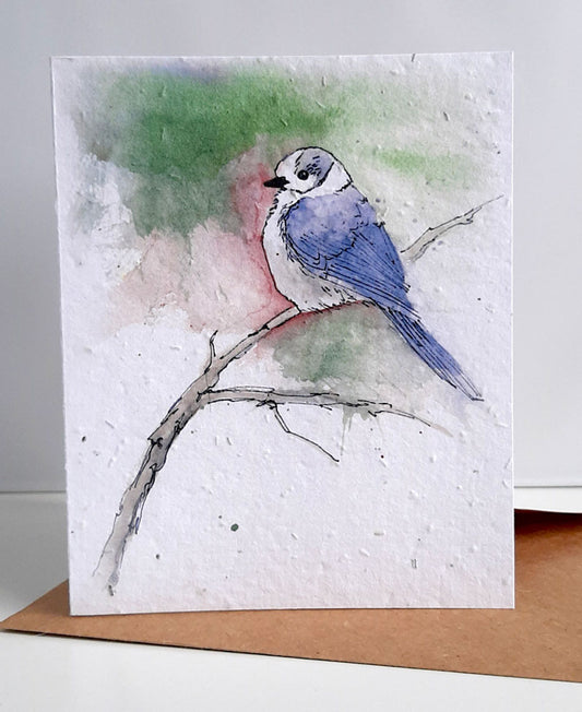 Canada Jay - seed paper greeting card All Sorts Acres Farm