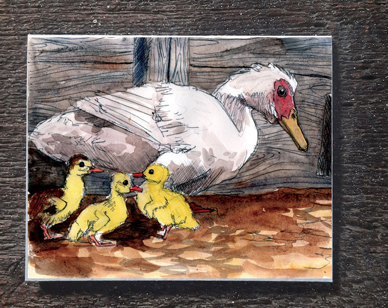 Muscovy Ducklings - seed paper greeting card All Sorts Acres Farm