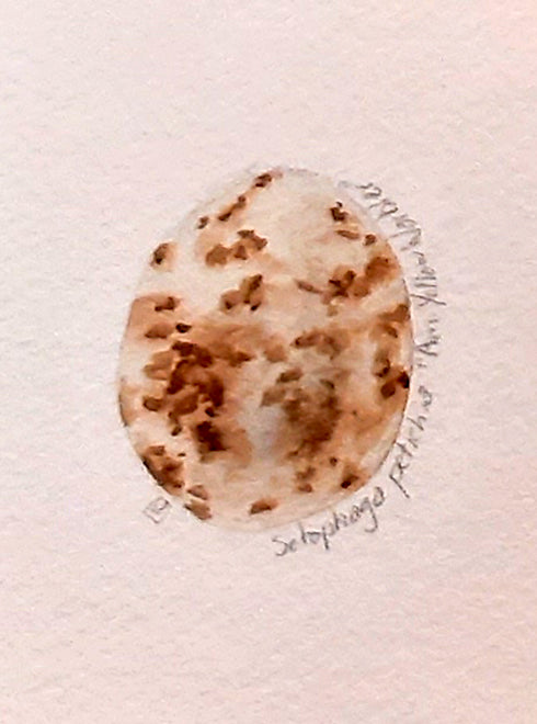 Yellow Warbler Egg- Mini Painting All Sorts Acres Farm